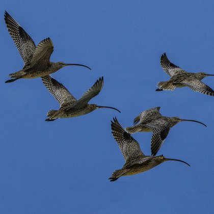 The Far Eastern Curlew are suffering rapid declines from loss of habitat along their flight path between Siberia and Australia. Photo: Dirk Hovorka.